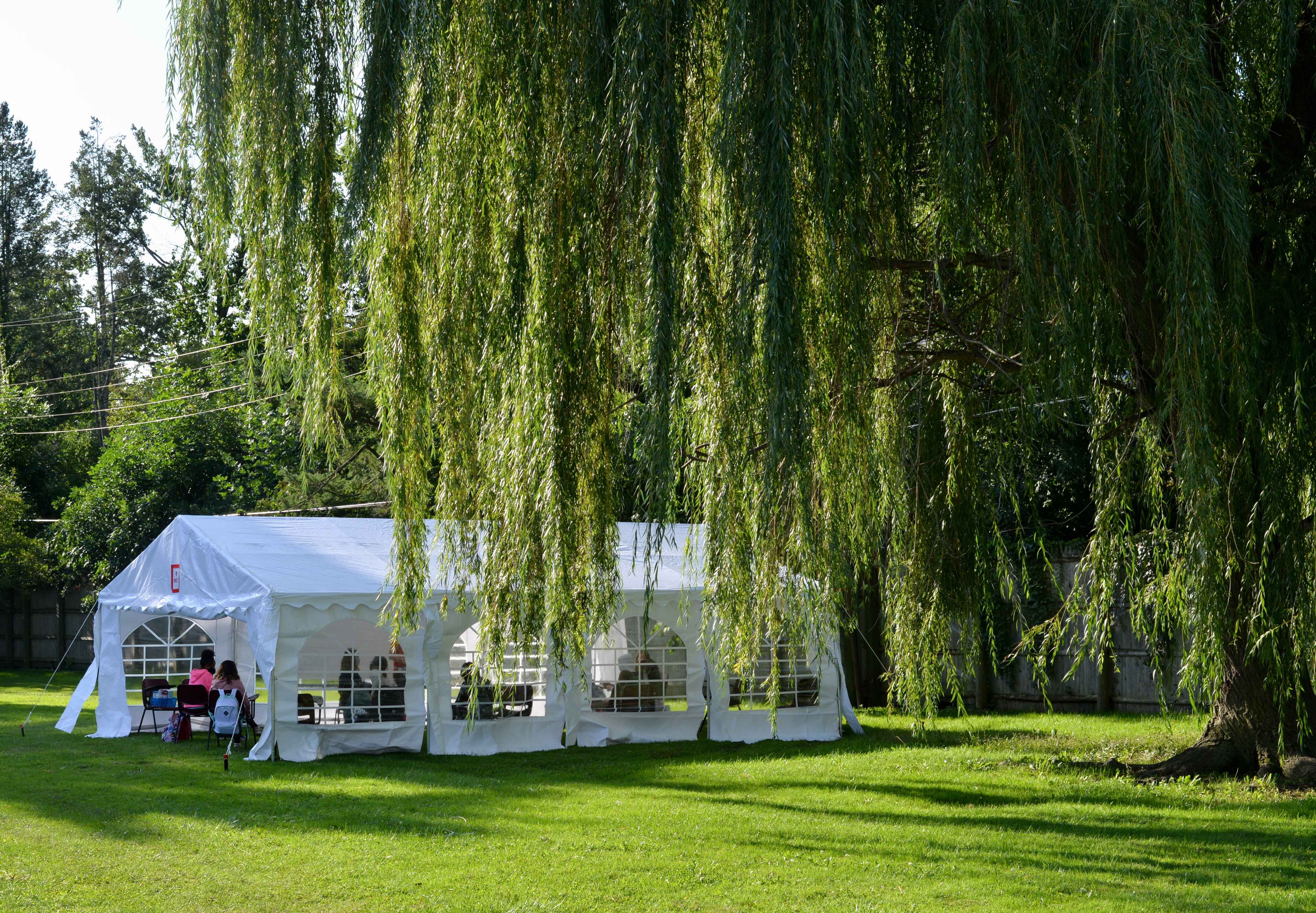 Willow tree tent